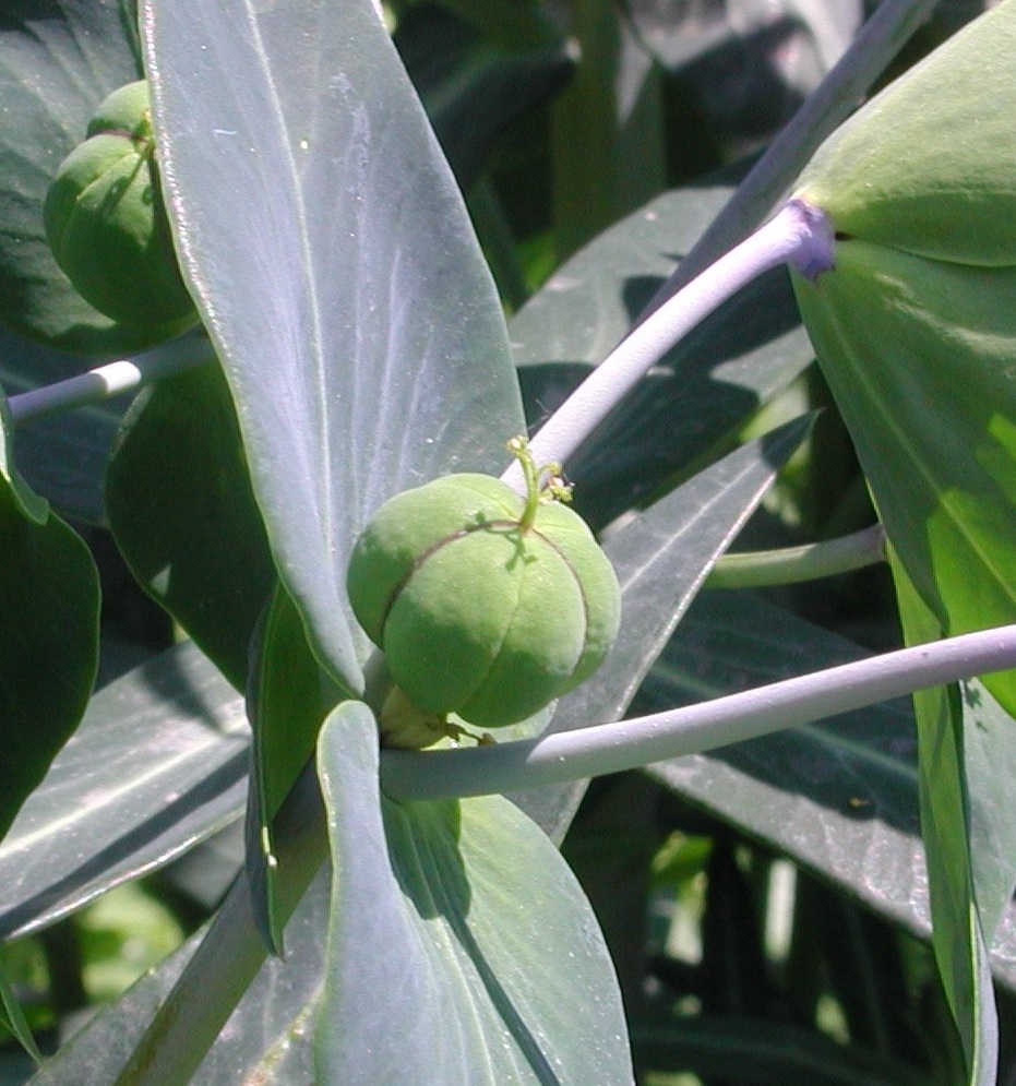 Euphorbia lathyris